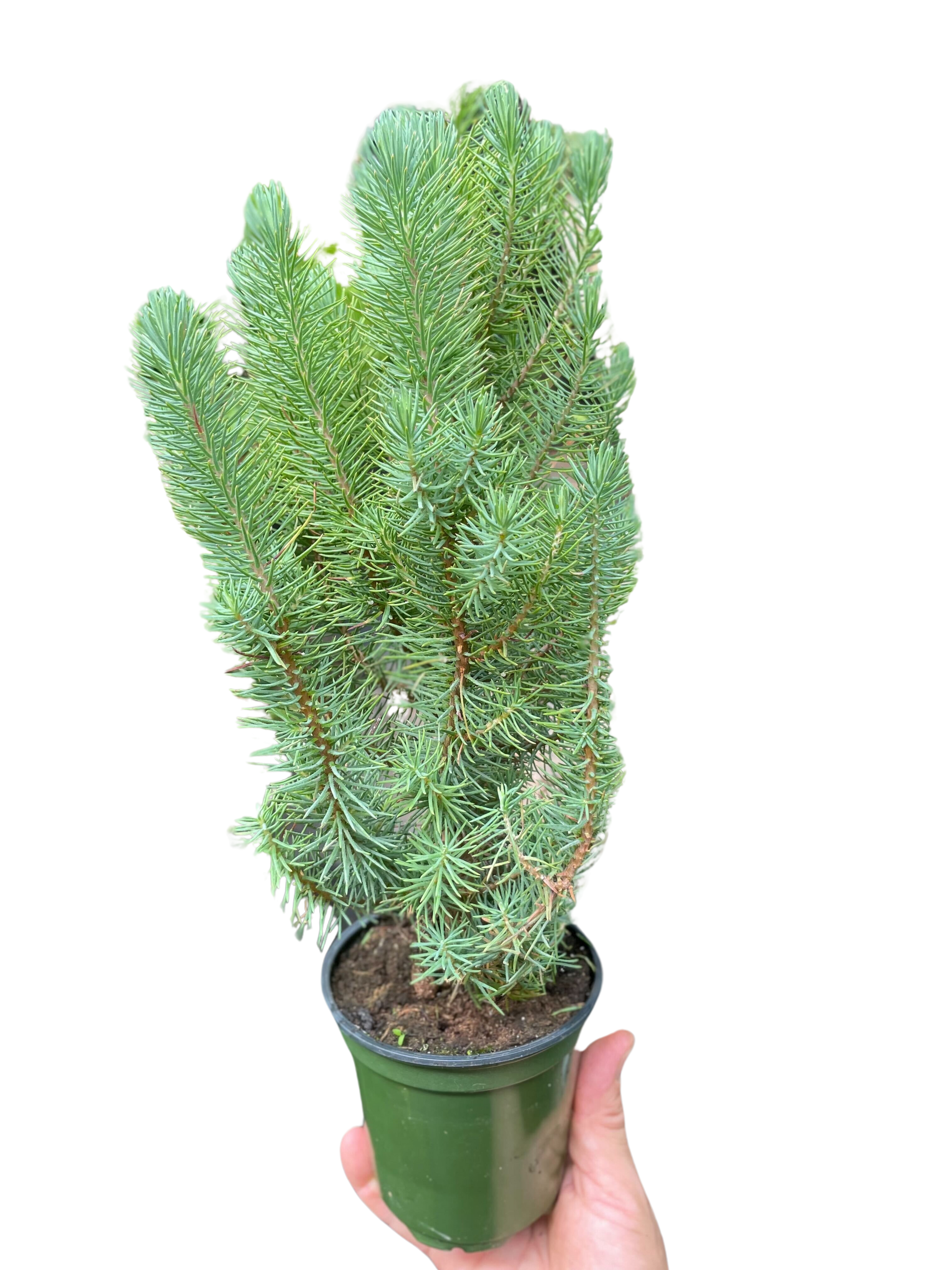 Blue Pine Trees potted plant