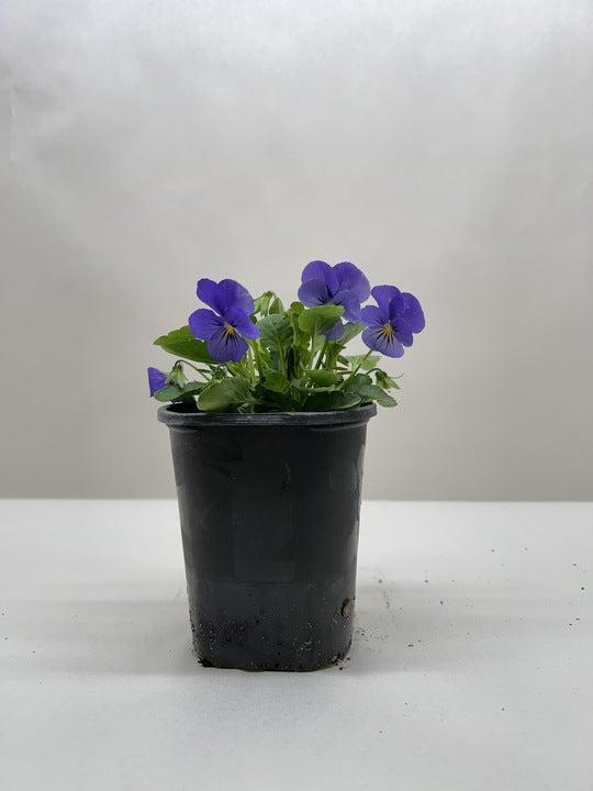 Viola 6" potted plant