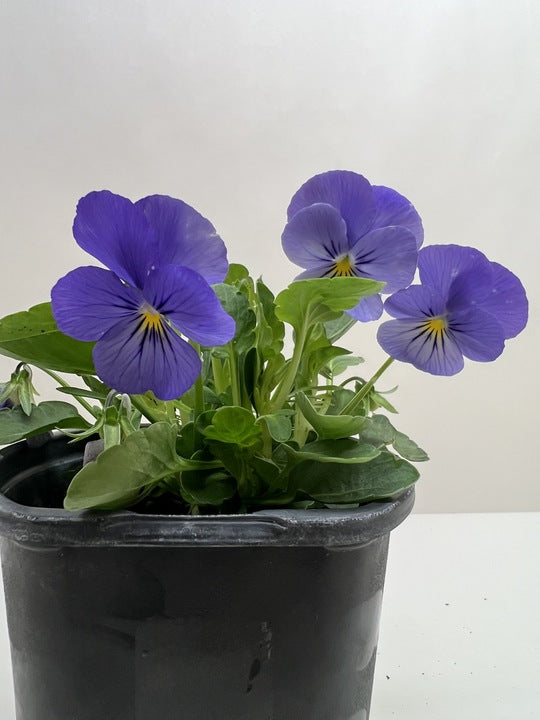 Viola 6" potted plant