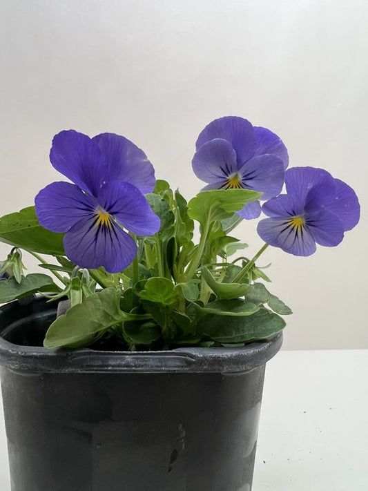 Viola 6" potted plant