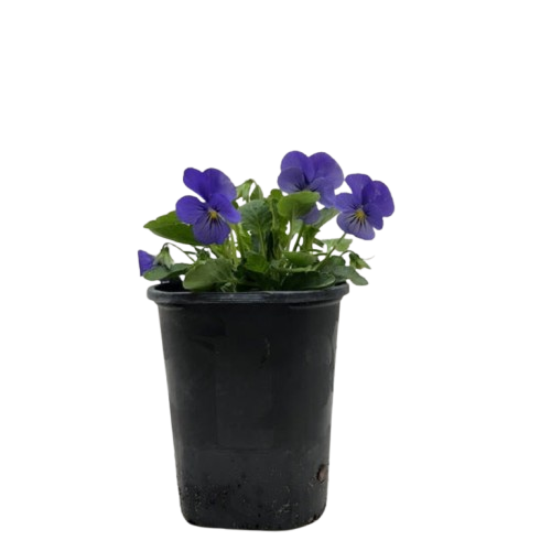 Viola 6" potted plant