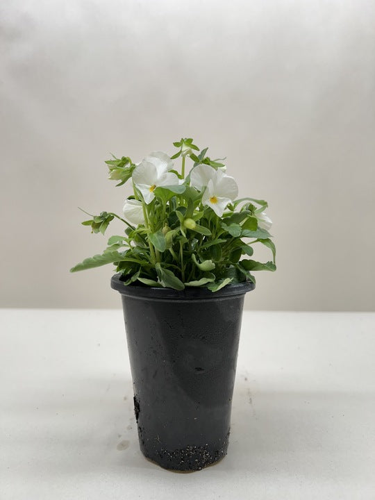 Viola 6" potted plant