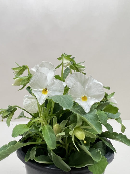 Viola 6" potted plant