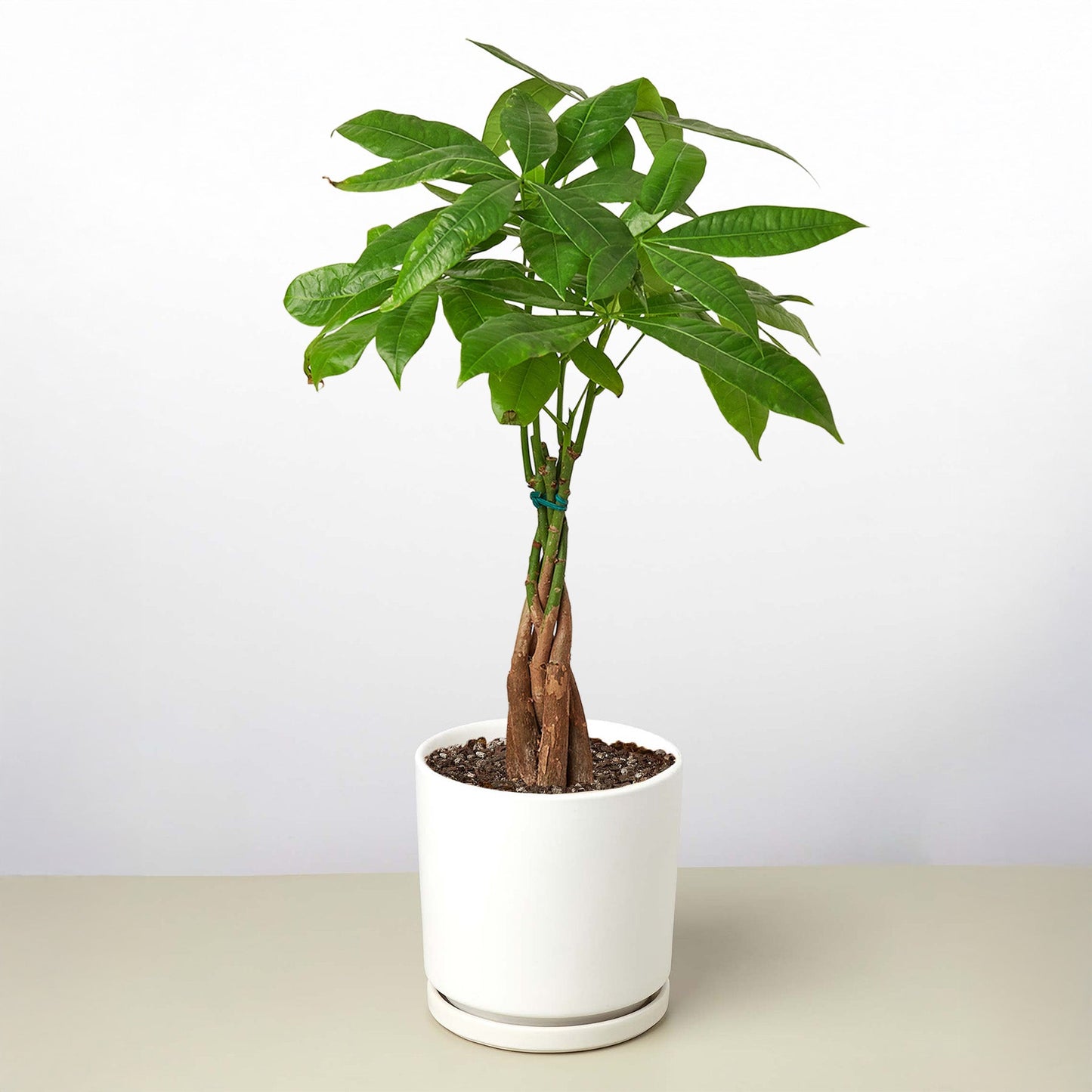 Money Tree 'Guiana Chestnut' Pachira Braid potted plant