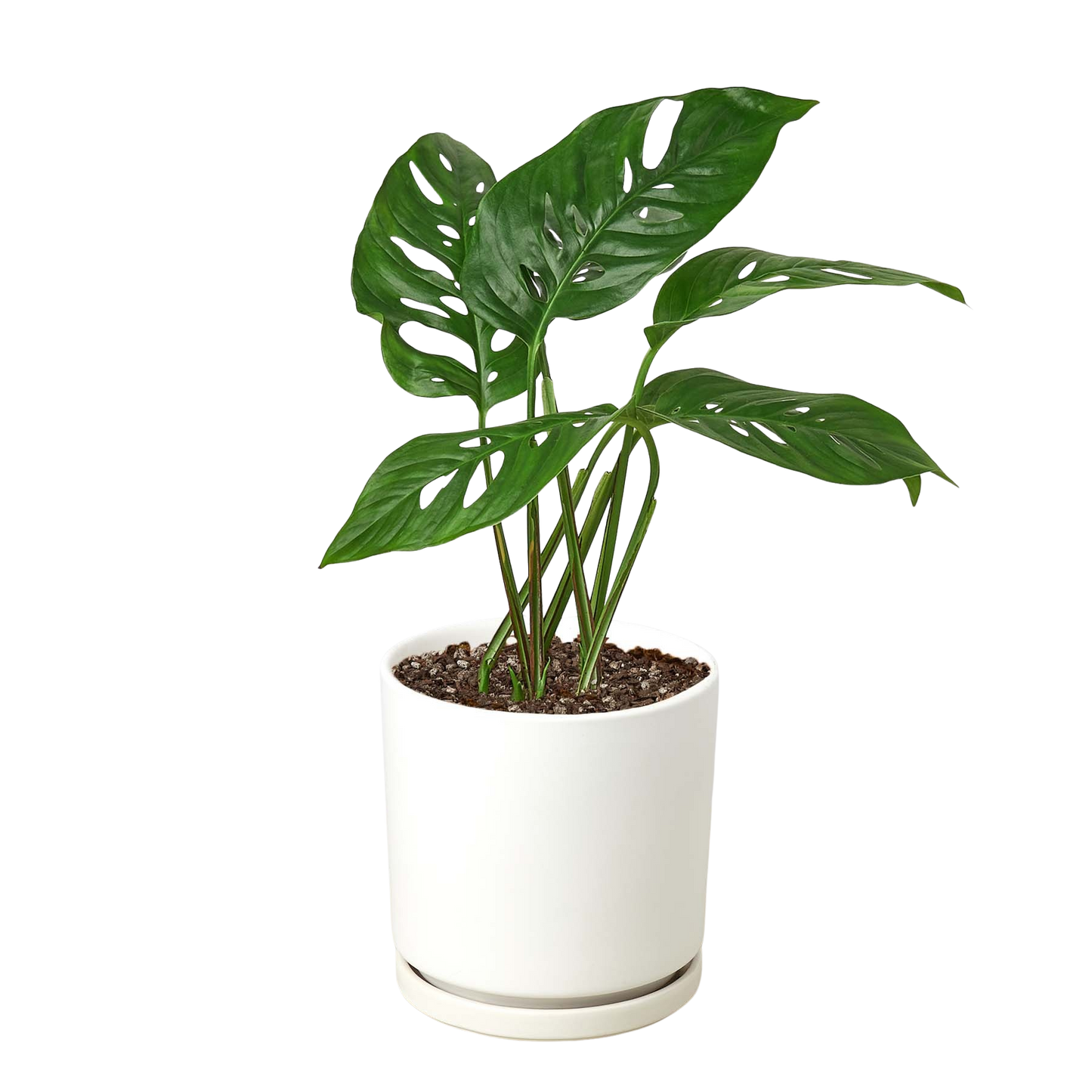 Monstera Adansonii 'Swiss Cheese' potted plant