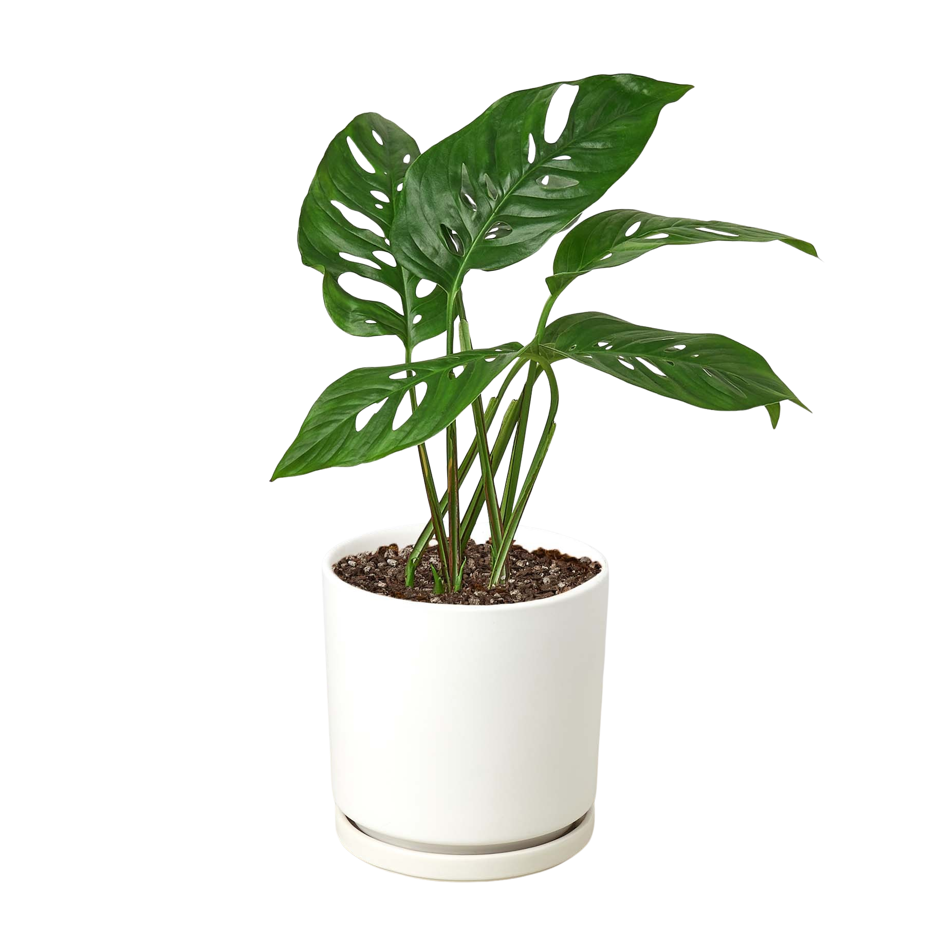 Monstera Adansonii 'Swiss Cheese' potted plant