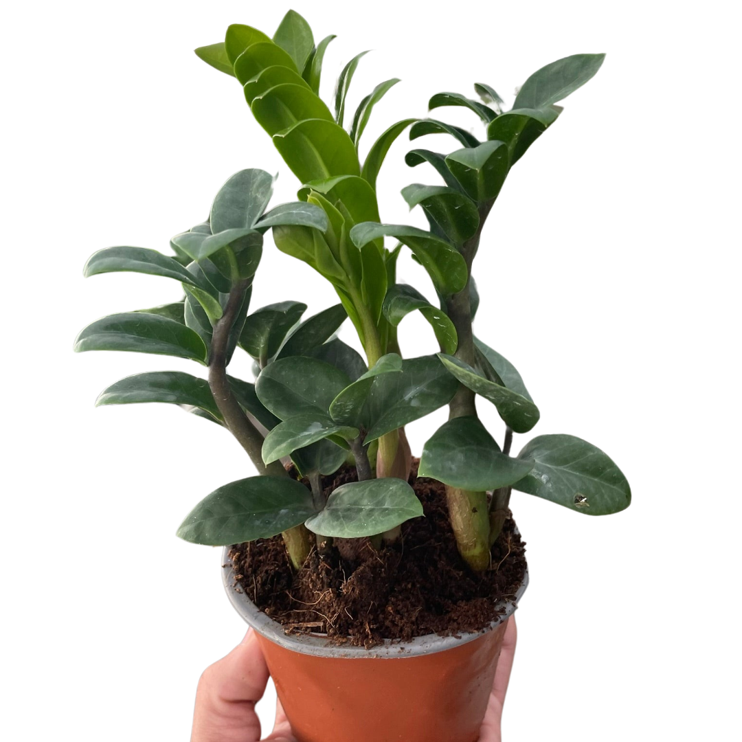 Zamioculcas zamiifolia 'Zenzi' potted plant
