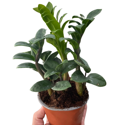 Zamioculcas zamiifolia 'Zenzi' potted plant