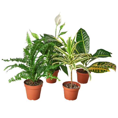 Air Purifying Variety Bundle 4" potted plant