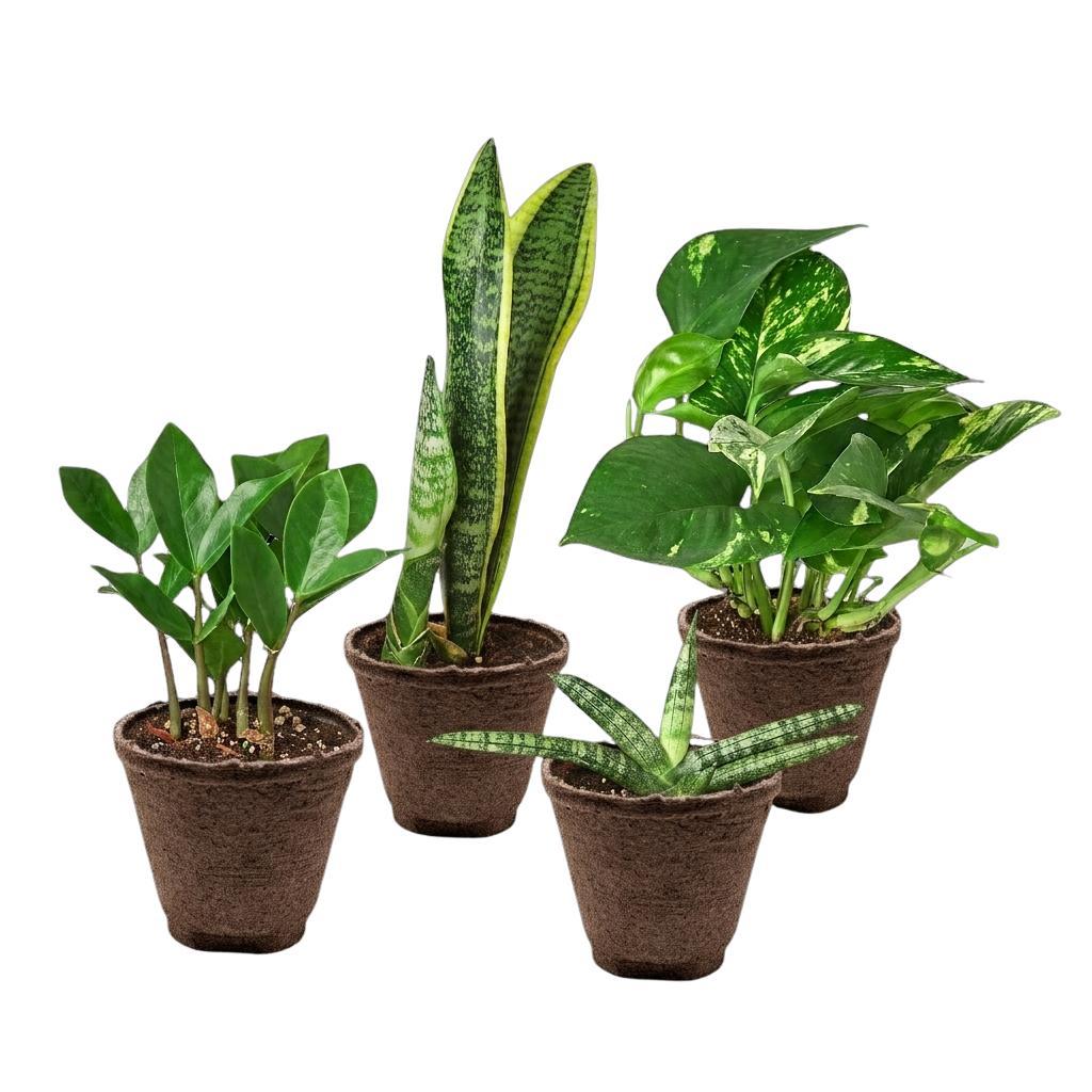 Easy Care Variety Bundle potted plant