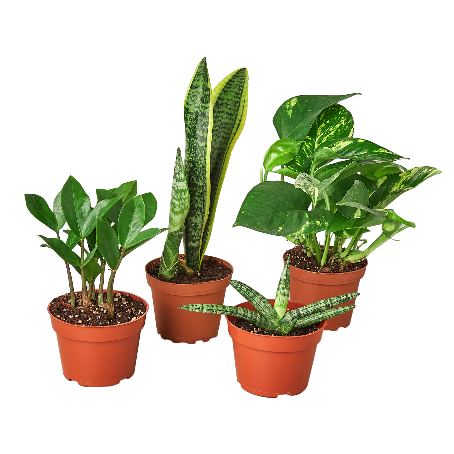 Easy Care Variety Bundle potted plant