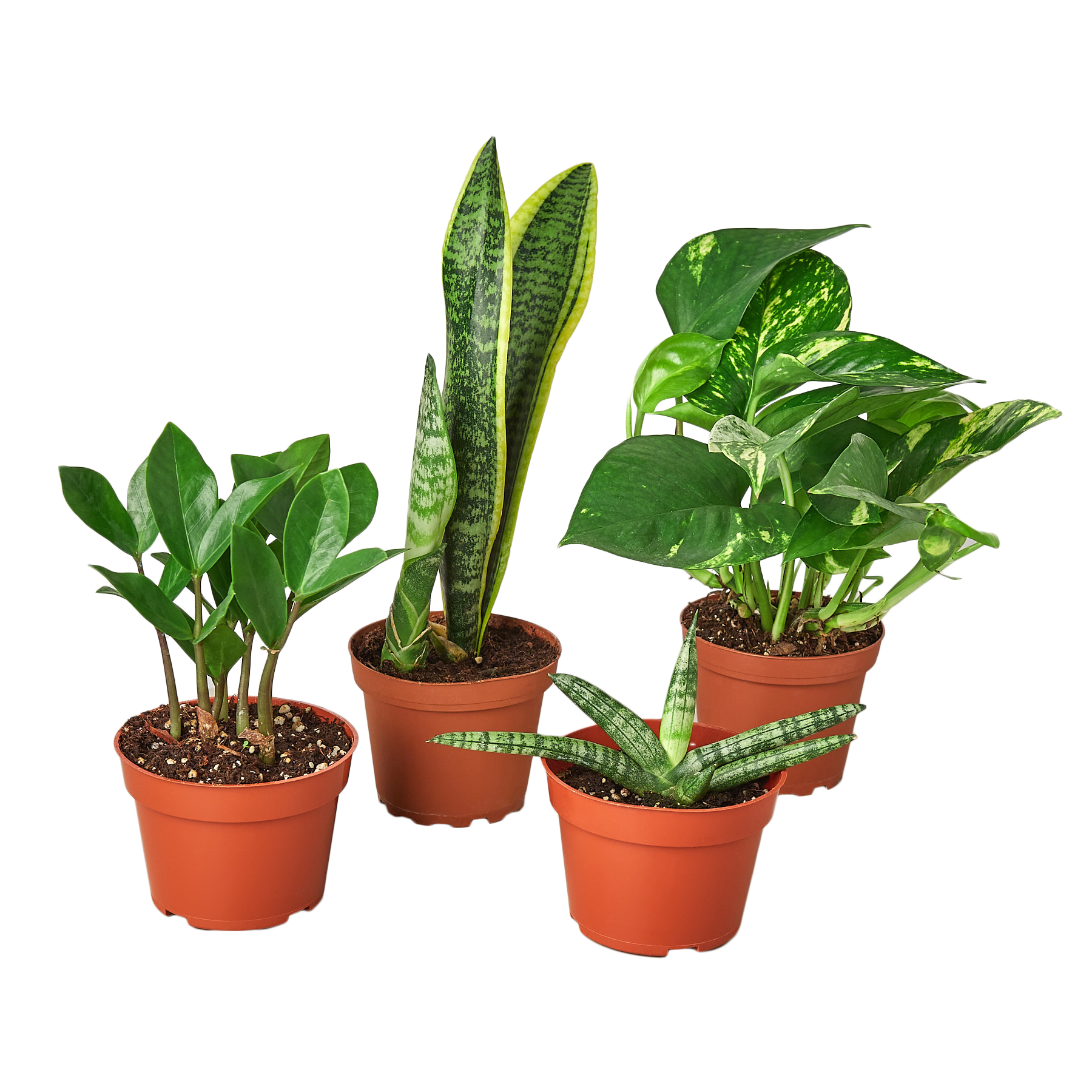 Easy Care Variety Bundle potted plant