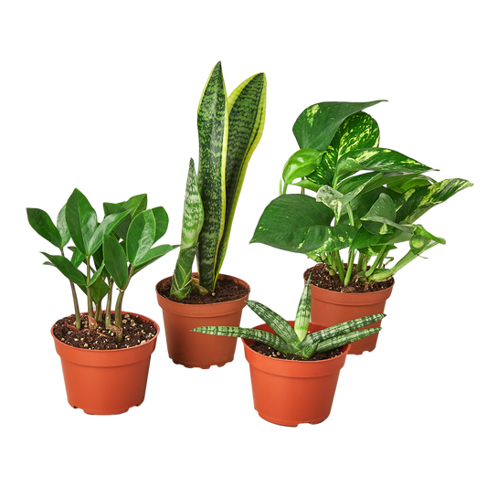 Easy Care Variety Bundle potted plant
