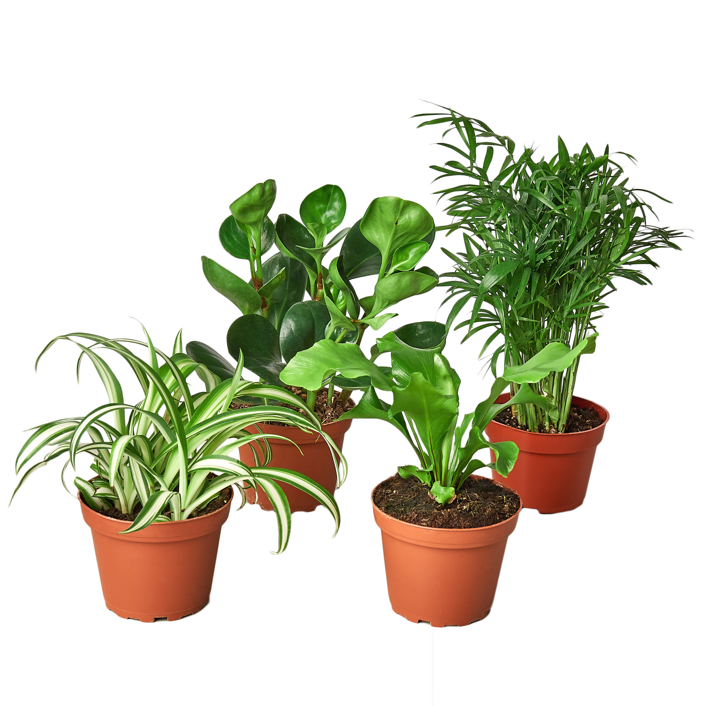 Pet Friendly Variety Bundle 6" potted plant
