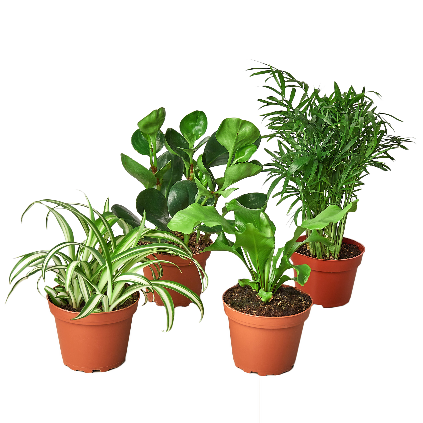 Pet Friendly Variety Bundle 6" potted plant