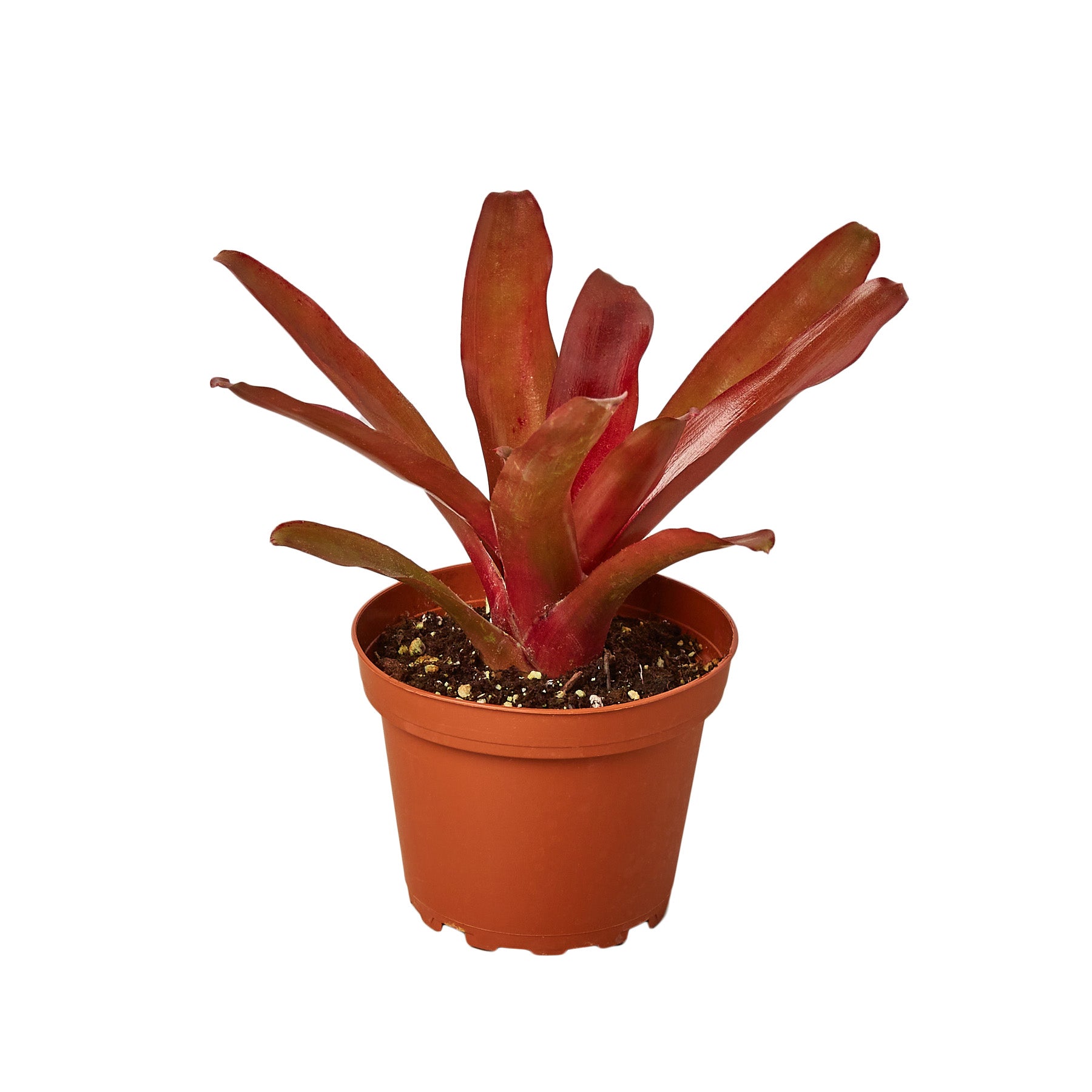 Bromeliad 'Fireball' potted plant