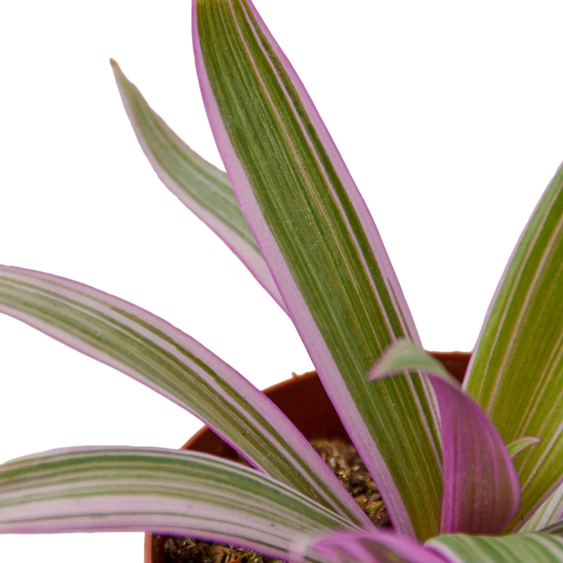 Oyster Plant 'Moses in the Cradle' potted plant