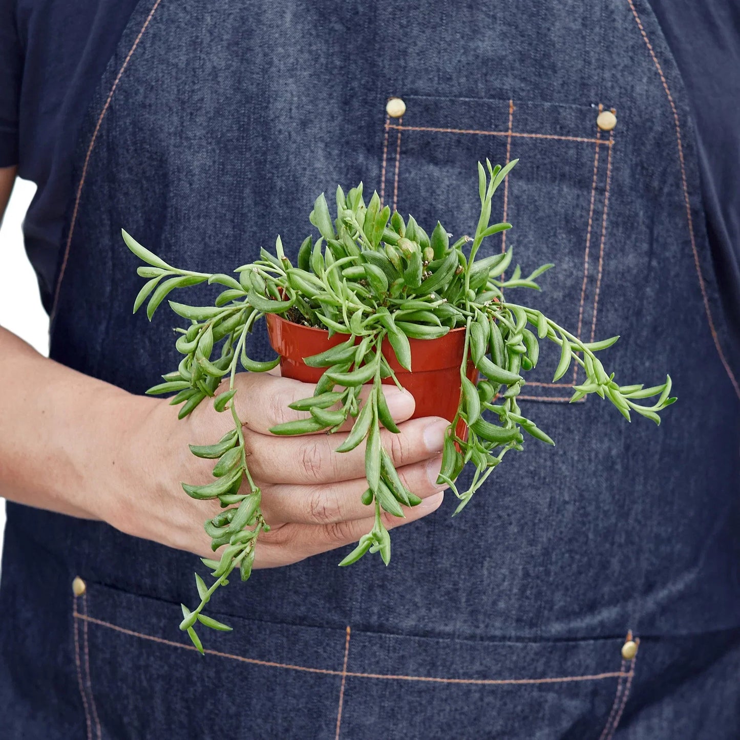 Succulent 'String of Bananas' potted plant