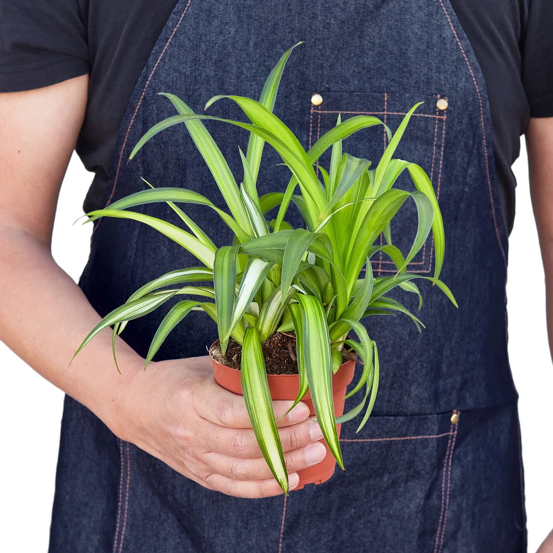 Spider Plant Hawaiian 4" potted plant
