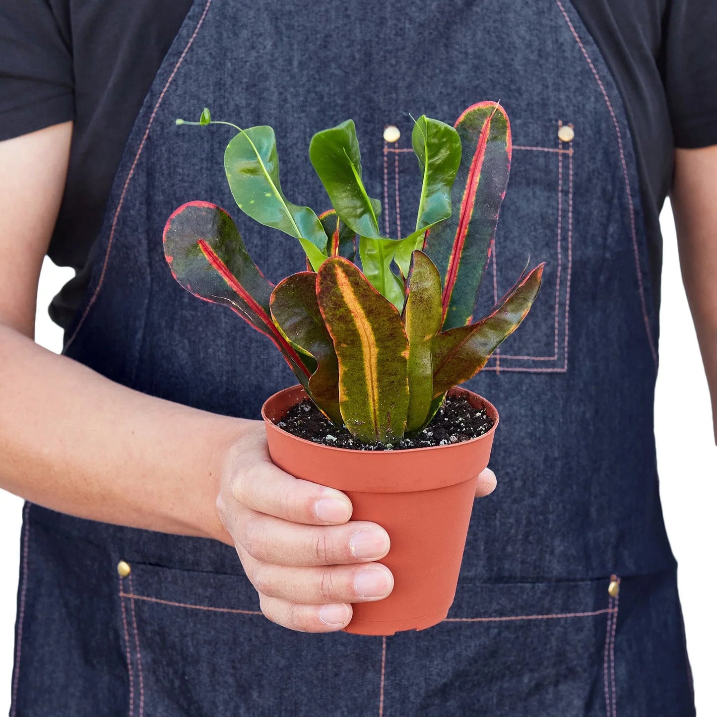 Croton 'Mammy' potted plant