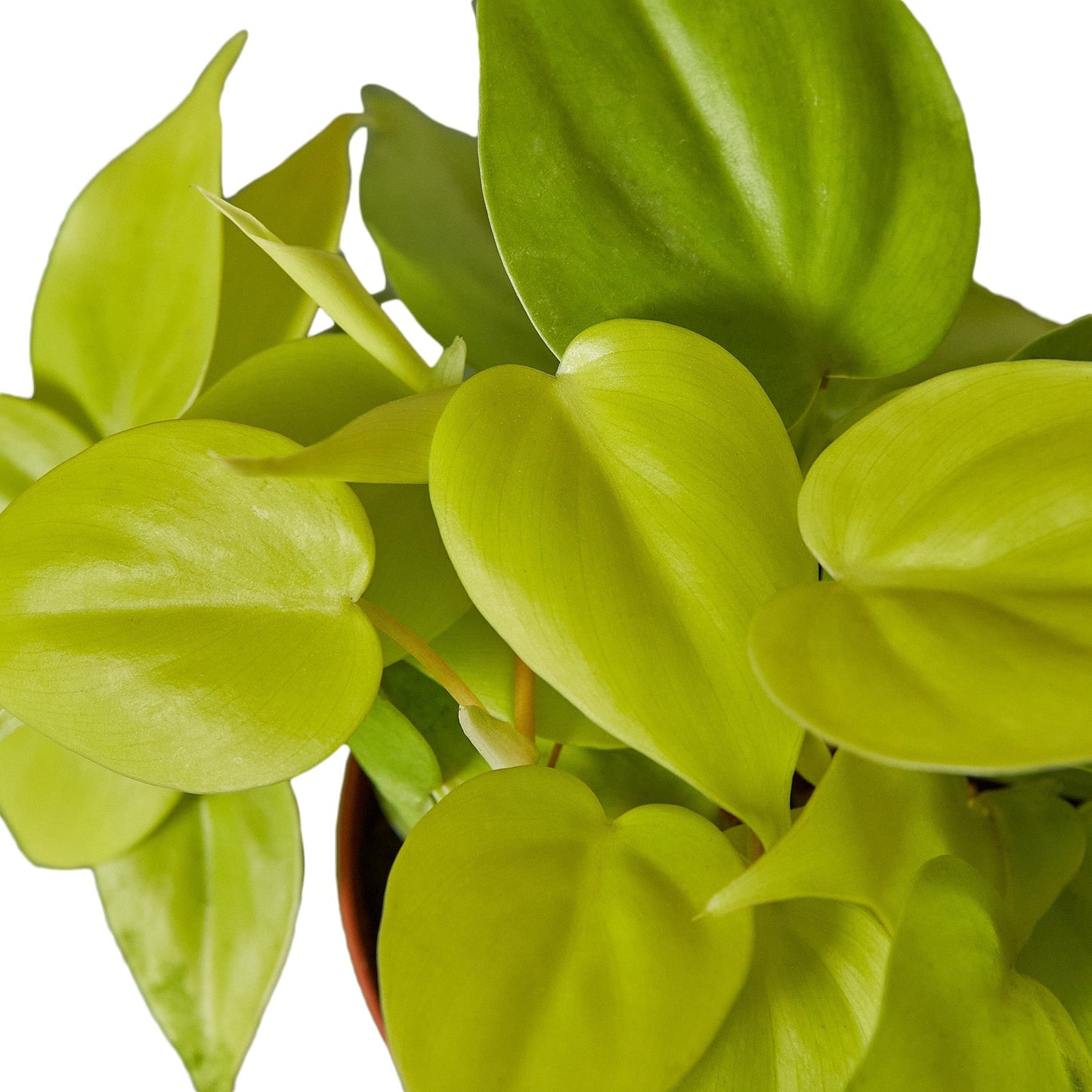 Philodendron 'Neon' 4" potted plant