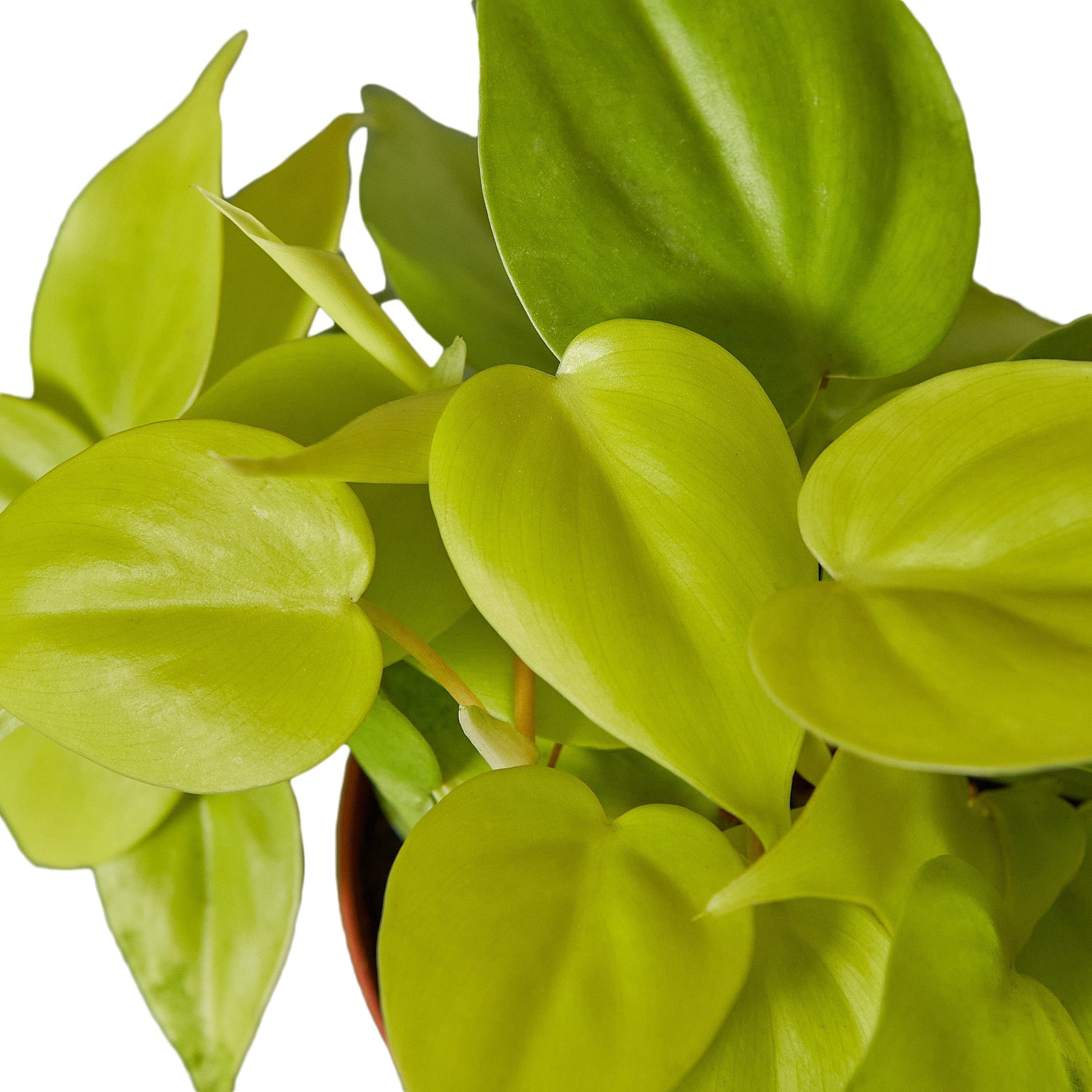 Philodendron 'Neon' 4" potted plant