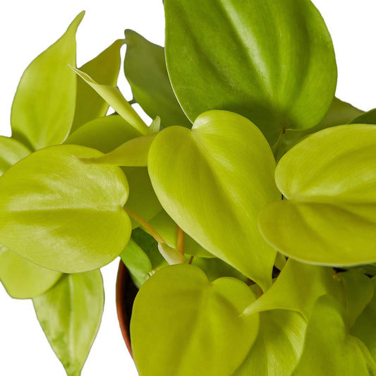 Philodendron 'Neon' 4" potted plant