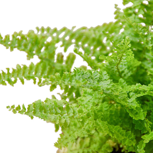 Cotton Candy Fern 4" potted plant