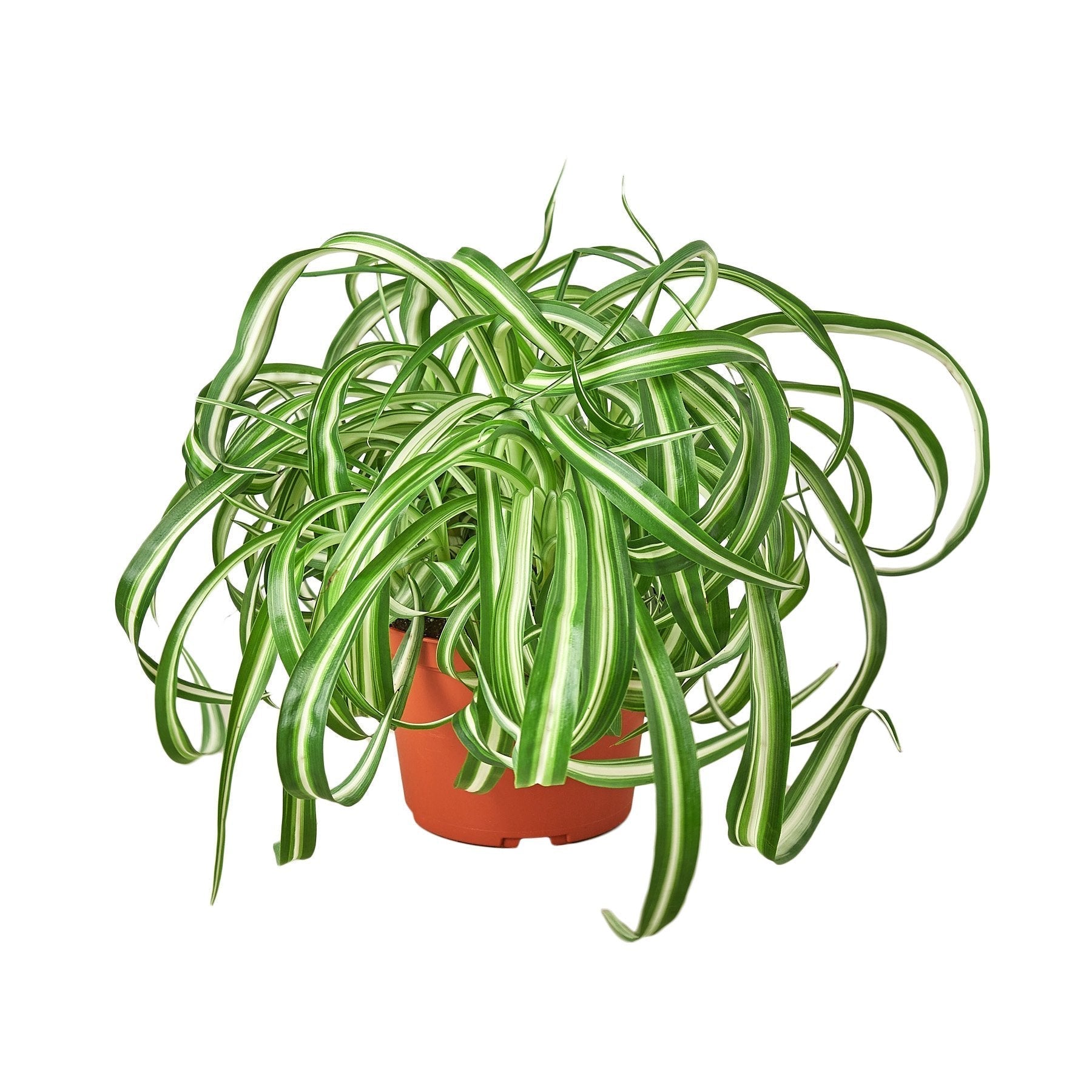 Spider Plant 'Bonnie' 6" potted plant