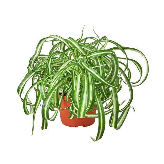Spider Plant 'Bonnie' 6" potted plant