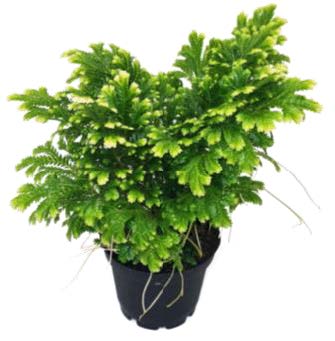 Fern 'Frosty' potted plant