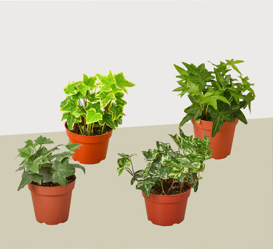4 Different English Ivy Plants 4" potted plant