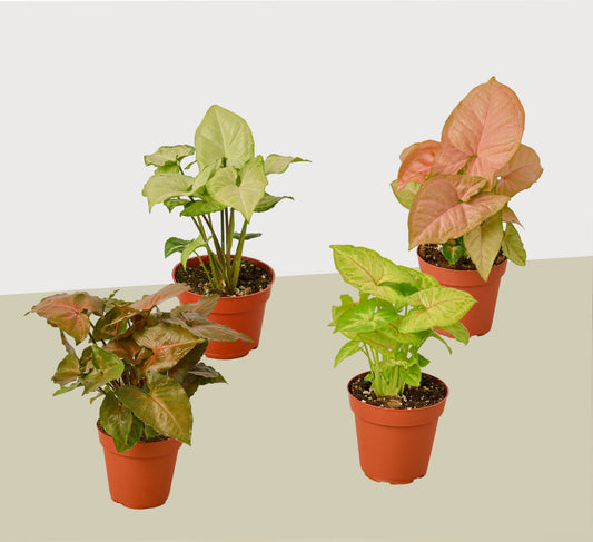 4 Different Syngonium Plants 4" potted plant