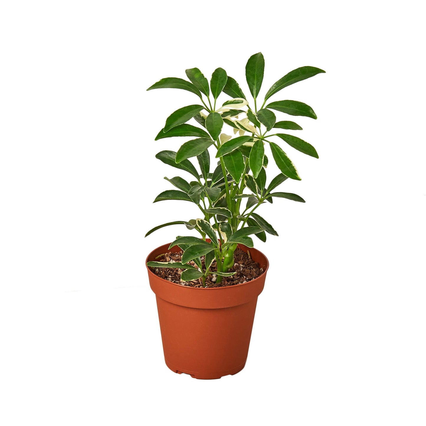 Schefflera Moonlight 'Umbrella Plant' potted plant
