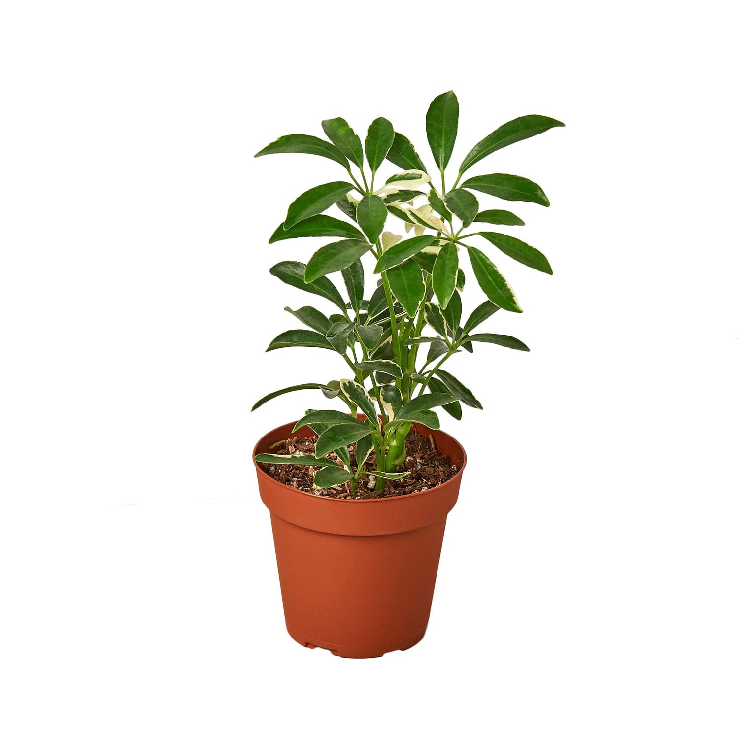 Schefflera Moonlight 'Umbrella Plant' potted plant