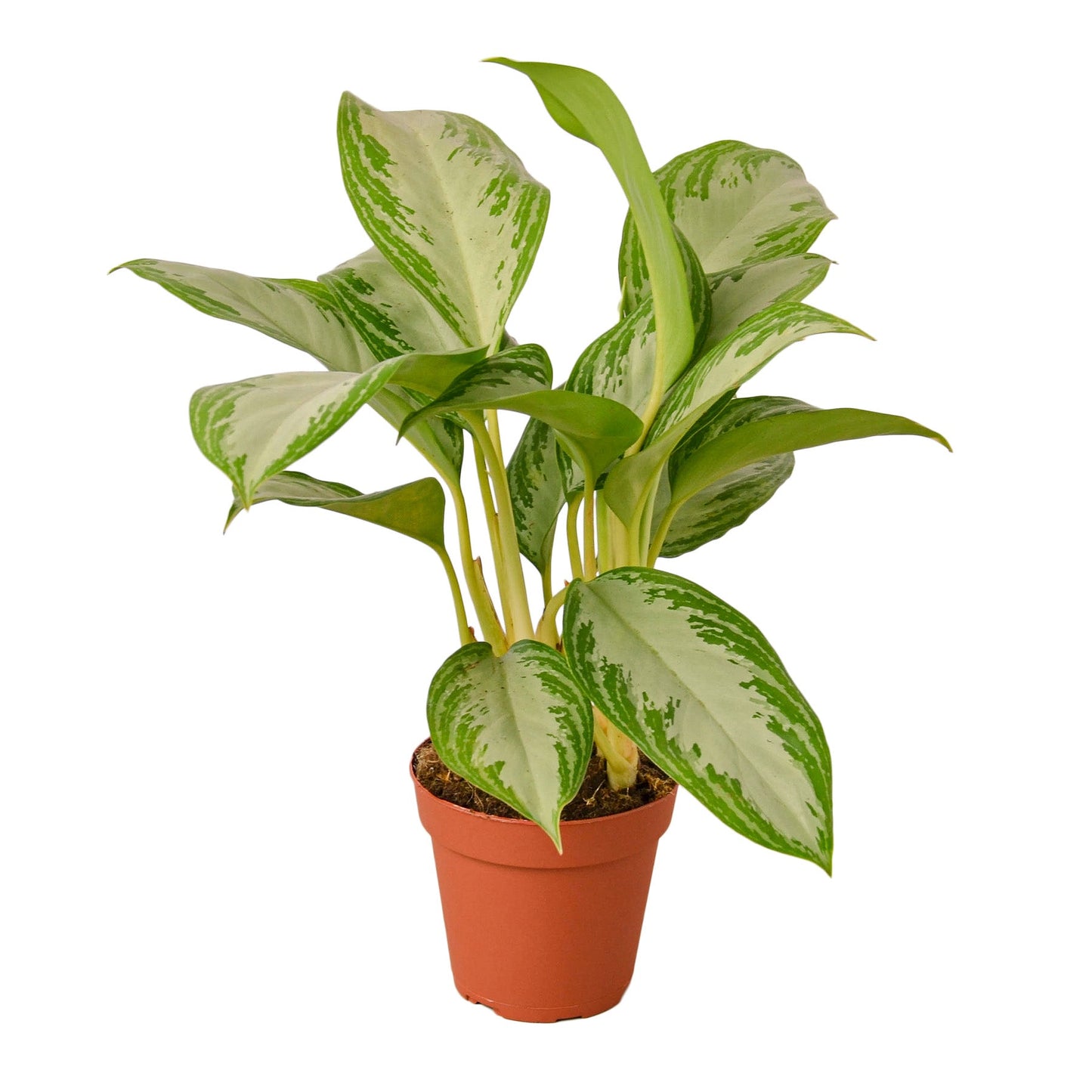 Chinese Evergreen 'Silver Bay' potted plant