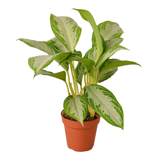Chinese Evergreen 'Silver Bay' 4" potted plant