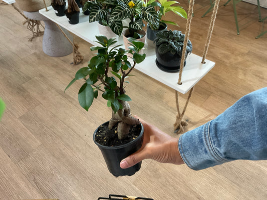 Ficus Ginseng