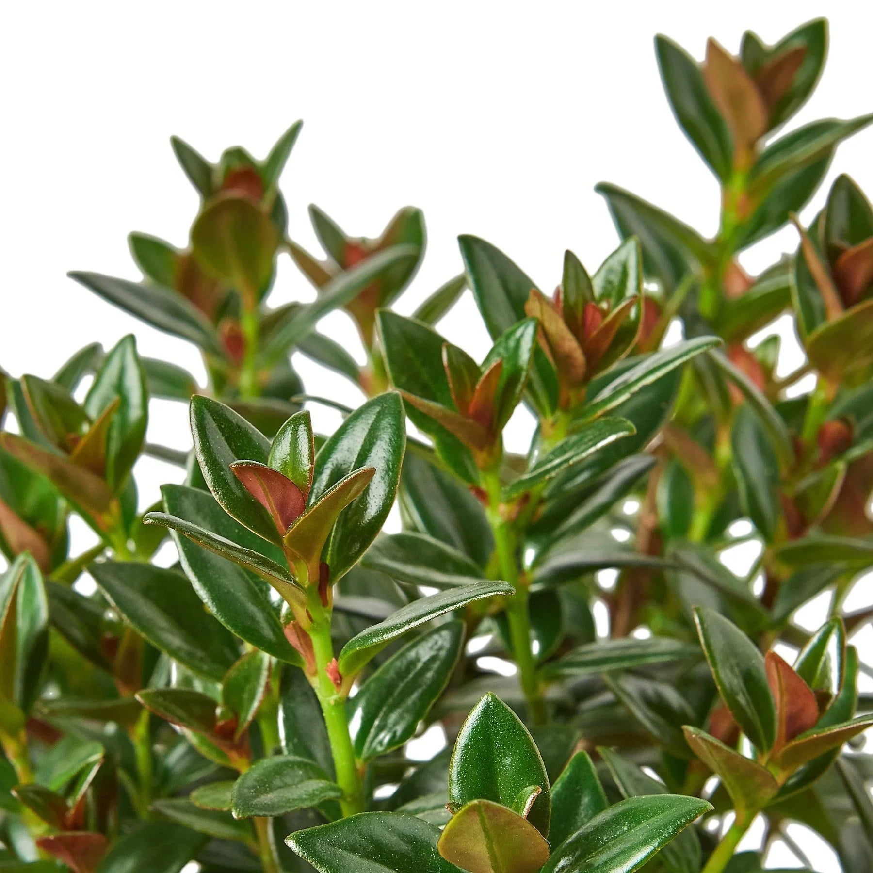 Nematanthus Black Goldfish Plant potted plant