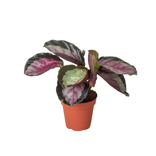 Calathea roseopicta 'Silvia' potted plant