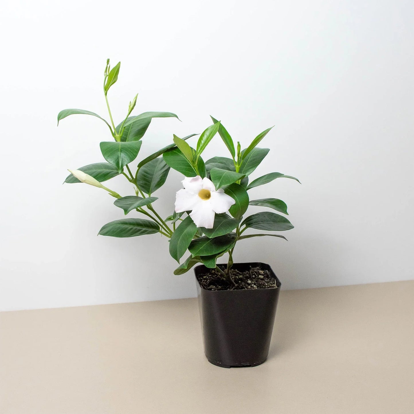 Dipladenia Premier Hot Pink potted plant