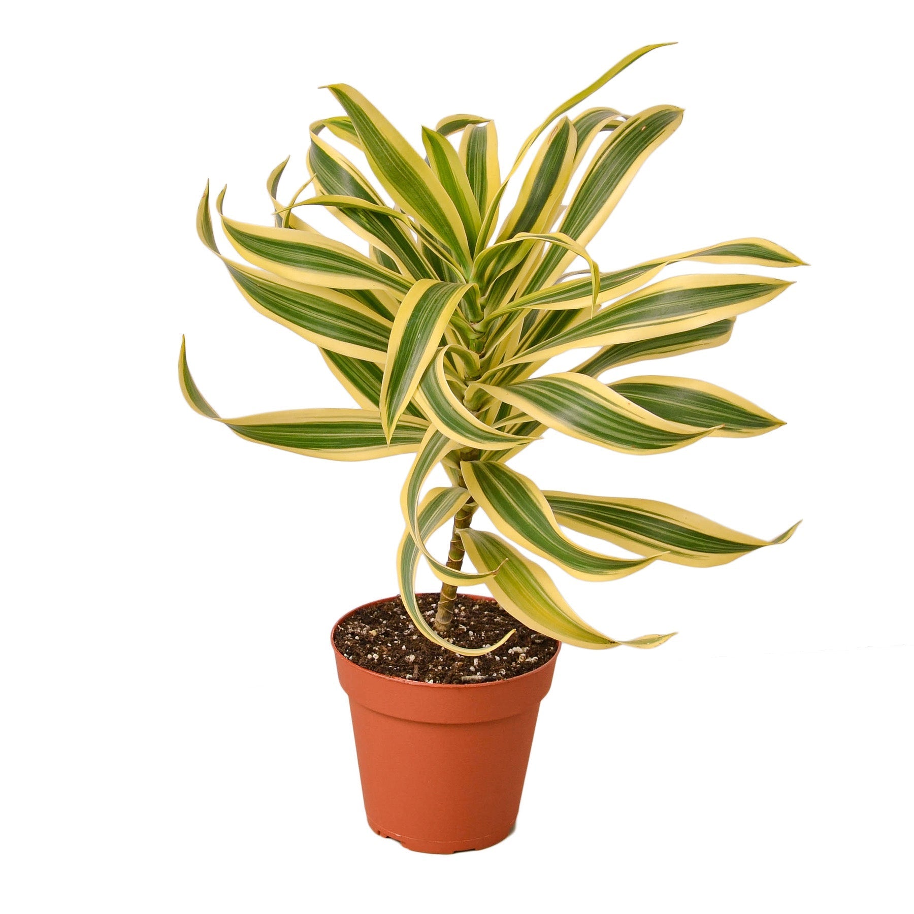 Dracaena 'Song of India' 4" potted plant