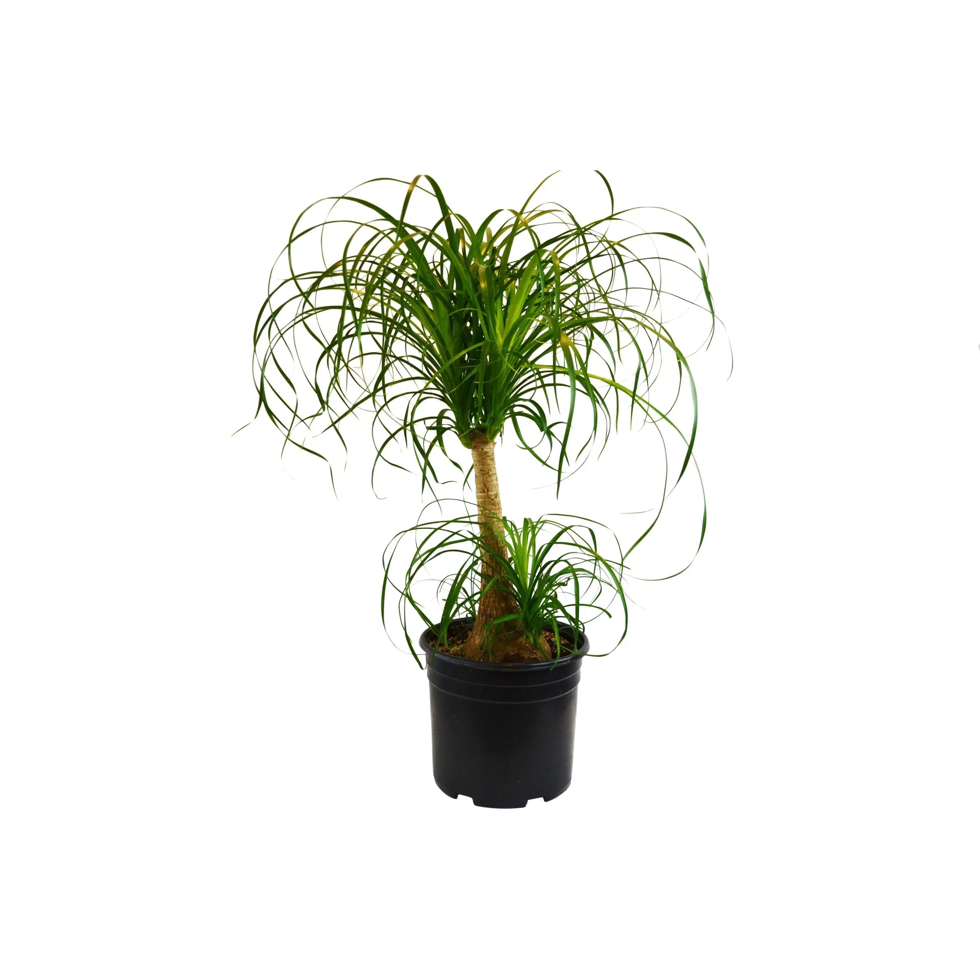 Palm Ponytail potted plant