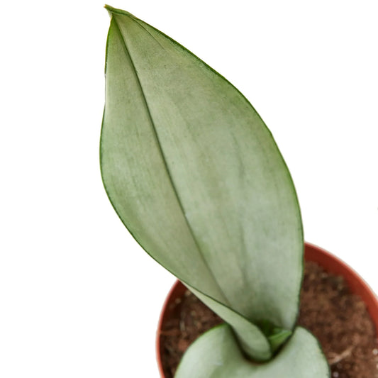 Snake Plant Moonshine potted plant