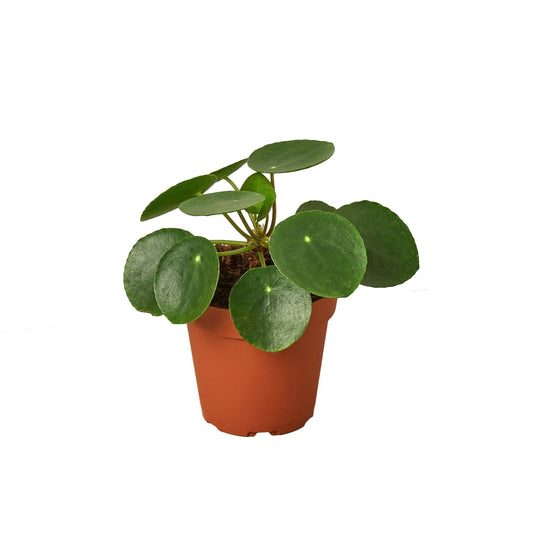 Pilea Peperomioides 'Chinese Money' - 4" Pot - NURSERY POT