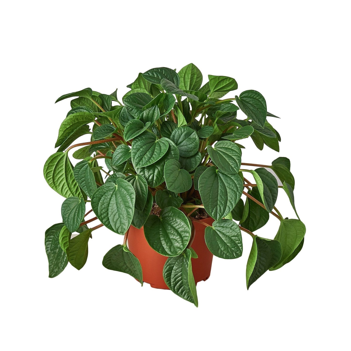 Peperomia 'Rana Verde' 6" potted plant