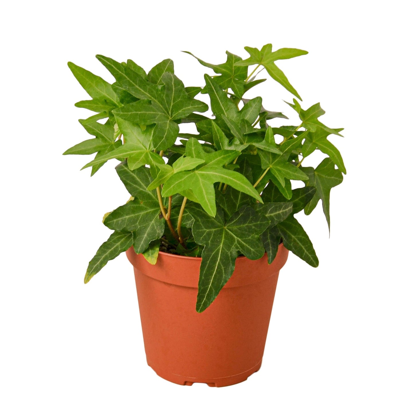 English Ivy Green California 4" potted plant