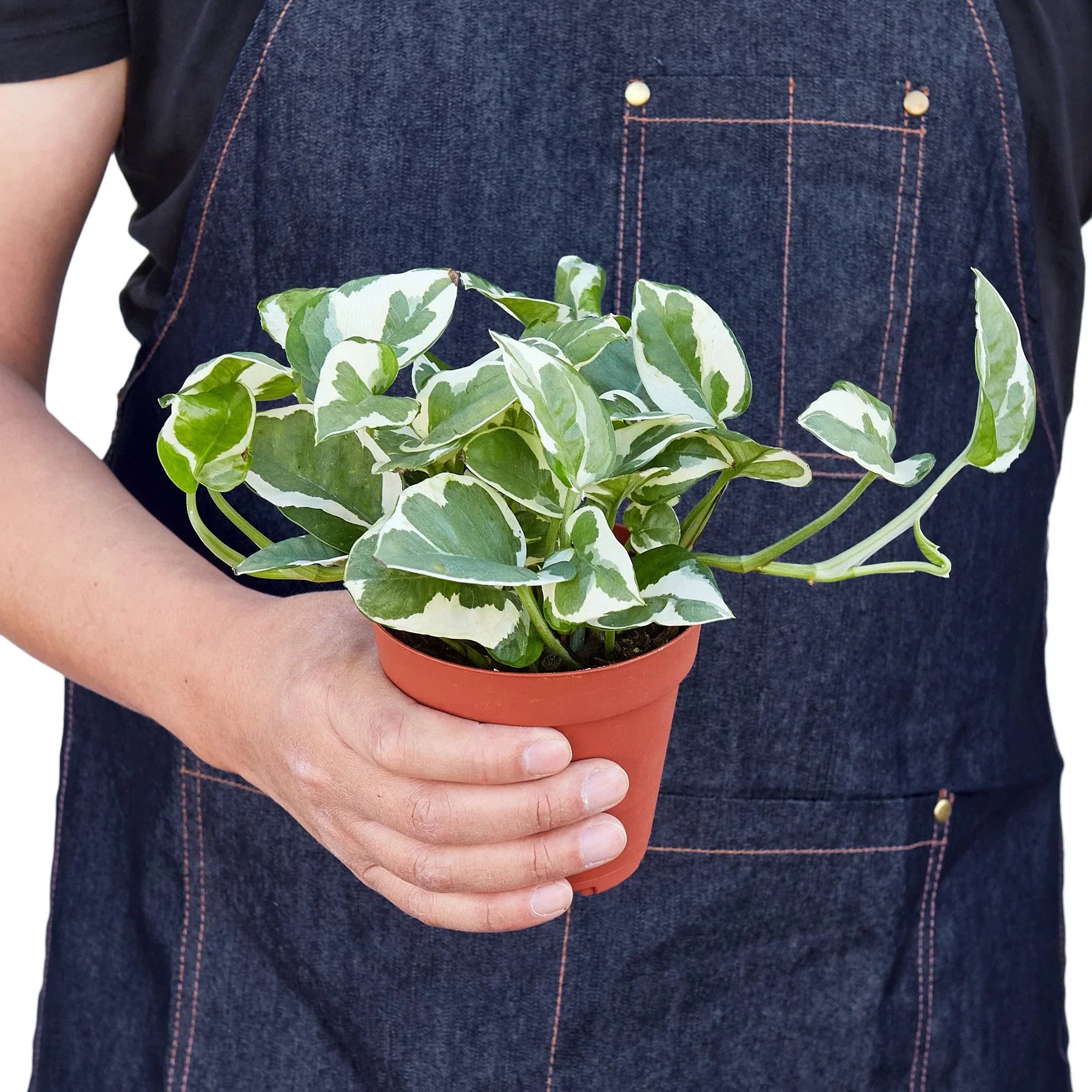 Pothos 'N'joy' potted plant