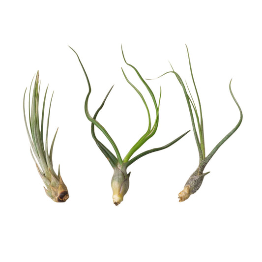 3 Large Tillandsia Air Plant Variety Pack potted plant