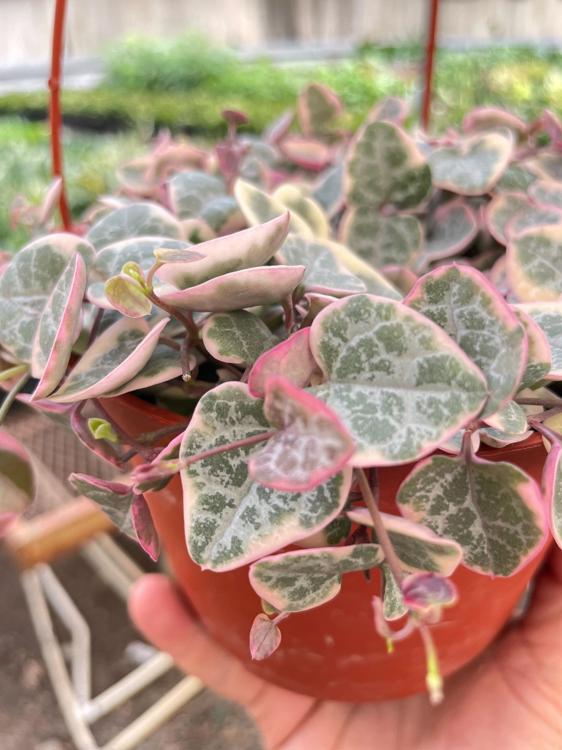 String of Hearts Variegated potted plant